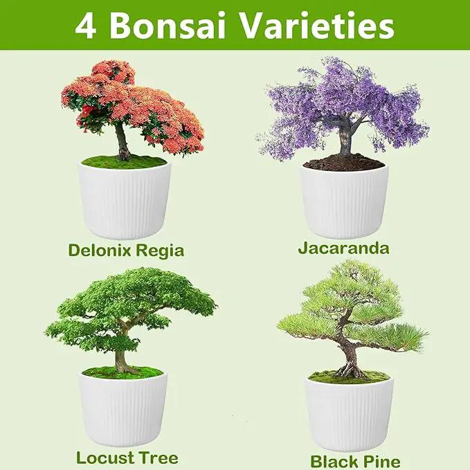 Bonsai Tree Kit, Bonsai Starter Kit with 4 Bonsai Tree Seeds, Tools & Planters, Bonsai Tree Live Plants Indoor, Gardening Gifts for Women Men Mom Father Plant Lover, Unique Christmas Gifts by GreenHaven Gardens