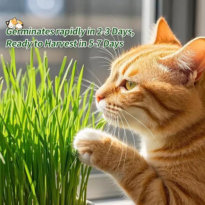 Ceramic Pot Cat Grass for Indoor Cats with Organic Cat Grass Seed Mix – Safe Pet Grass for Cats and Small Pets | Easy-to-Grow Indoor Garden for Pet Digestion (Green) by GreenHaven Gardens