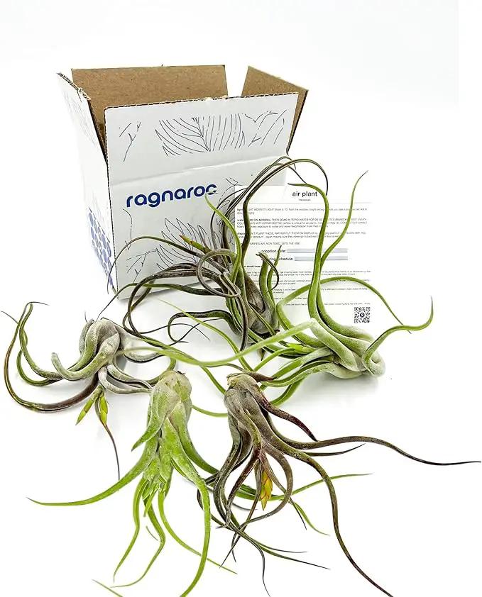 Air Plants - Flowering Tillandsia Caput Medusae, Large 5-7" - 5ct - Live Arrival Guaranteed - House Plants for Home Decor & Gift by GreenHaven Gardens
