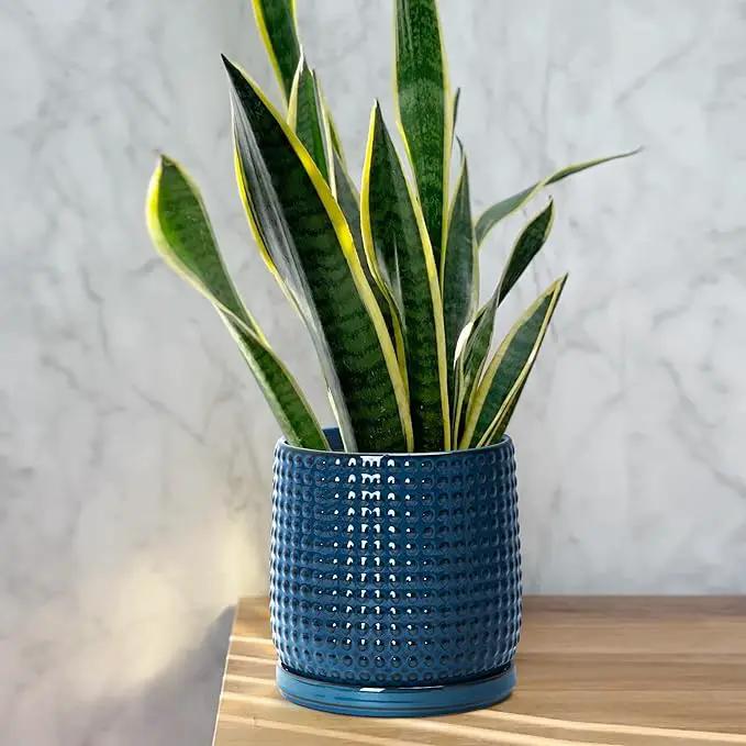D'vine Dev 6 Inch Ceramic Beaded Stoneware Planter Pot - Flower Pot with Drainage Holes and Saucers for Indoor Succulent Plants or Flowers, Midnight Blue, 27-C-X-3 by GreenHaven Gardens