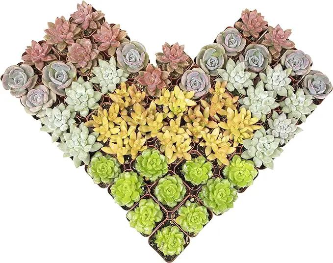 Live Succulents Plants Live Bulk Plant Tray (50 Pack), Bulk Succulents Live Indoor Plants Live Houseplants, Live Plants in Cactus and Succulent Soil Mix, Live Plant Kit Plant Gifts by Plants for Pets by GreenHaven Gardens