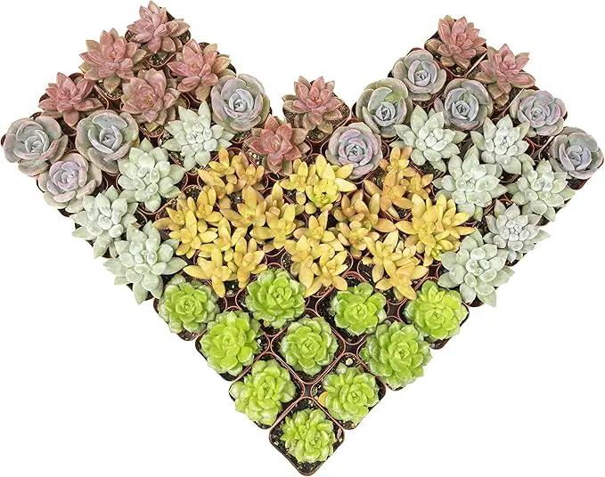 Altman Plants, Live Succulents Plants (50 Pack), Nursery Pots Variety Pack, Bulk Succulents Plants Live Plants Indoor Plants Live House Plants Indoors Live Indoor Plants Live Houseplants Live Indoor by GreenHaven Gardens