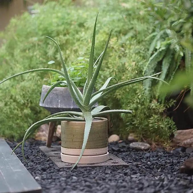 8 Inch Pots for Plants, Ceramic Planter Pot with Drainage Hole & Saucer, Indoor/Outdoor Cylinder Round Planter Pot, Green & Beige by GreenHaven Gardens