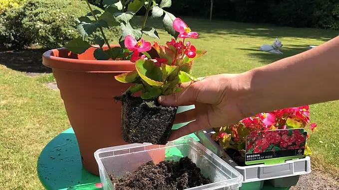 Premium Begonia Plant Potting Mix - Crafted for Lush Growth and Captivating Blooms - 1 Quart by GreenHaven Gardens