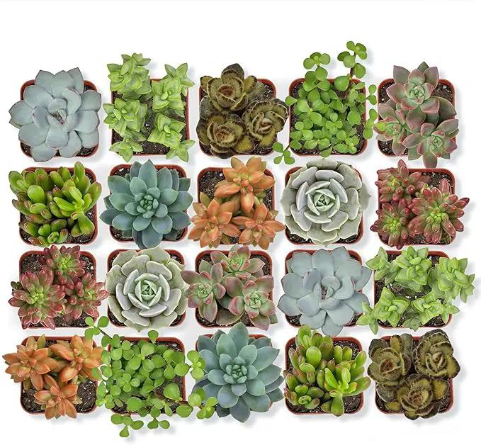 Altman Plants, Live Succulent Plants (20 Pack) Assorted Potted Succulents Plants Live House Plants in Cacti and Succulent Soil Mix, Cactus Plants Live Indoor Plants Live Houseplants in Planter Pots by GreenHaven Gardens
