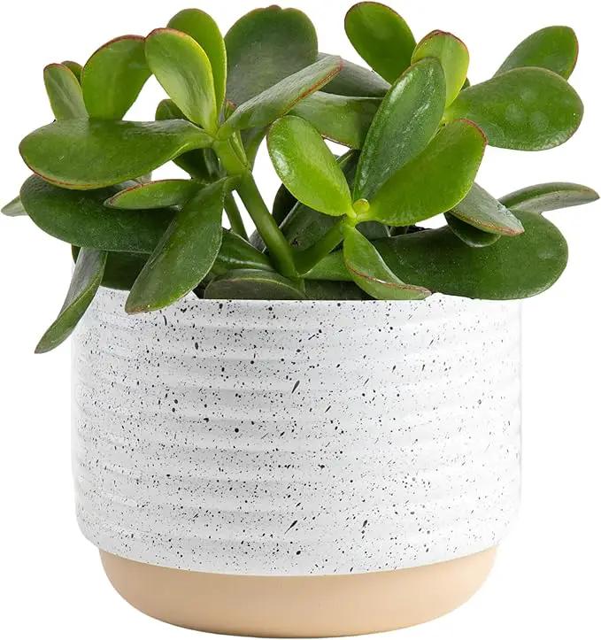 Costa Farms Succulent Live Plant, Jade Plant, Potted in Modern Decor Planter with Potting Soil Mix, Beautiful Room or Office Decor, Housewarming, Birthday Gift, 6-Inches Tall by GreenHaven Gardens