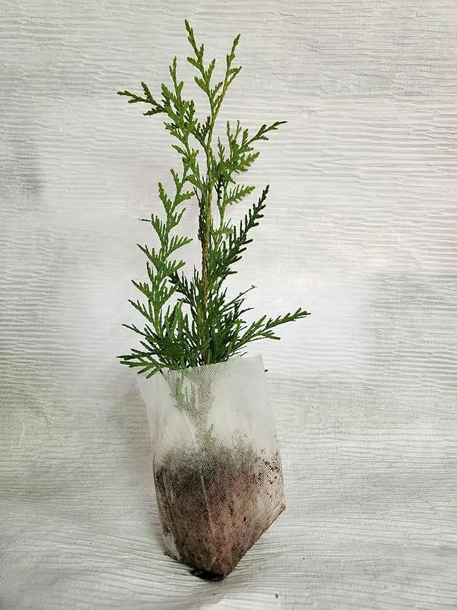 Thuja Green Giant Arborvitae Lot of 30 Each in a Protective Pouch 12-15 inches Tall by GreenHaven Gardens