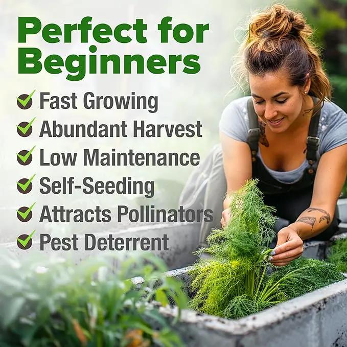 HOME GROWN 𝗨𝗦𝗔 𝗣𝗥𝗘𝗠𝗜𝗨𝗠 Dill Seeds for Planting 1,014 Bouquet Dill Seeds 𝗡𝗢𝗡-𝗚𝗠𝗢 and Heirloom Herb Seeds for Planting Outdoors, Grow Your Fragrant Dill Herb Garden (Anethum graveolens) by GreenHaven Gardens