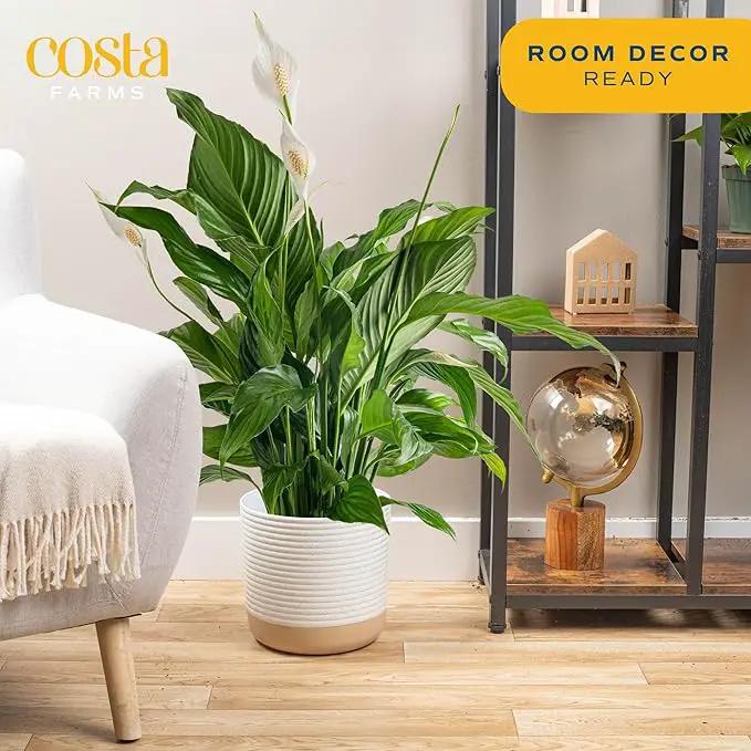 Costa Farms Peace Lily Plant, Live Indoor Houseplant with Flowers Potted in Indoors Garden Plant Pot, Air Purifying Potting Soil, Birthday, New House Gift, Home, Office and Room Decor, 2-3 Feet Tall by GreenHaven Gardens
