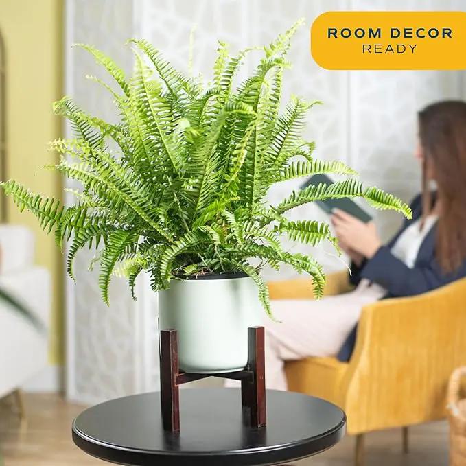 Costa Farms Kimberly Queen Fern, Live Indoor Plant, Houseplant Potted in Premium Décor Plant Pot, Potted in Potting Soil, Beautiful Room Decor, Birthday, Housewarming Gift by GreenHaven Gardens