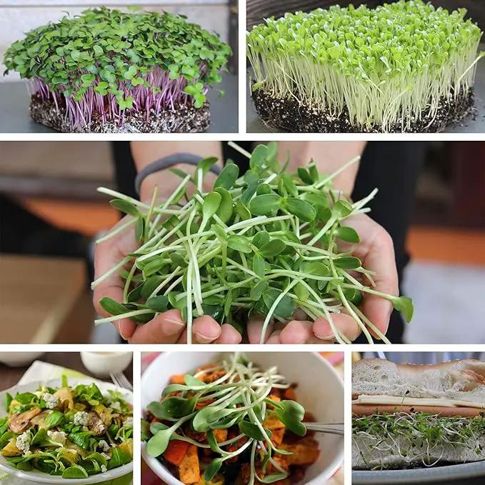 Buckwheat Seeds - 1 Lb ~15,000 Seeds - Organic, Non-GMO, Whole (Shell On) - Grow Buck Wheat Microgreens by GreenHaven Gardens
