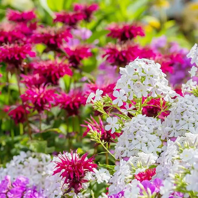 Park Seed Grow Your Own Vibrant Wildflower Garden Mixture, Perfect for Bees, Butterflies, and Hummingbirds, Panaroma Mix, Pack of 100 by GreenHaven Gardens