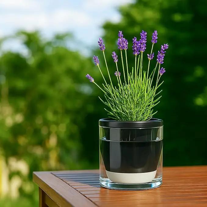 D'vine Dev 6 Inch Design Self Watering Planter for Indoor Plants, Black Terracotta Pot with Cylinder Glass Cup, 37-X-B-3 by GreenHaven Gardens