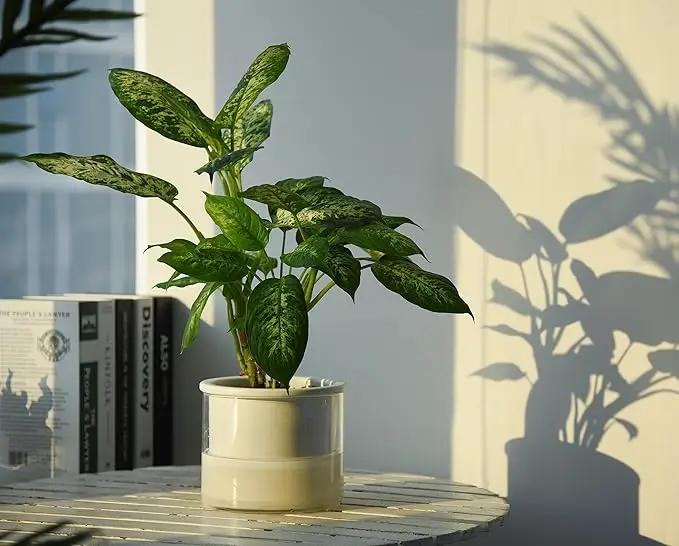Phoenix Vine 6 Inch Self Watering Planter Pot, Design White Terracotta Pot for Plants, Indoor Cylinder Terra Cotta Pot with Glass Vase, Set of 1, 51-B-F-1 by GreenHaven Gardens