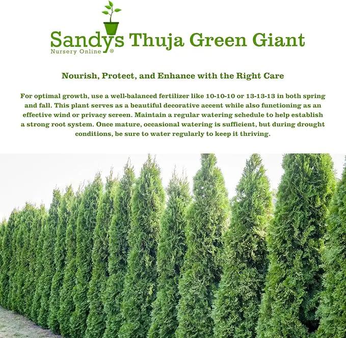 Thuja Green Giant Arborvitae Lot of 20, 3 Inch Pot by GreenHaven Gardens