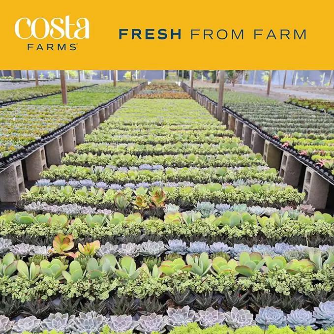 Costa Farms Haworthia Succulent, Easy to Grow Live Plant in Indoor Houseplant Pot, Potting Soil, 4-Inches Tall| Valentines Day Gift | Valentines Day Decoration by GreenHaven Gardens