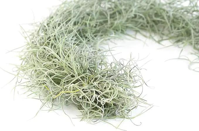 3 Pack Thick Colombian Spanish Moss Live Strands with Wire Hook - Tillandsia Usneiodes - Live Tillandsia Succulent House Plants - Home and Garden Decor - Easy Care Indoor and Outdoor Plants by GreenHaven Gardens
