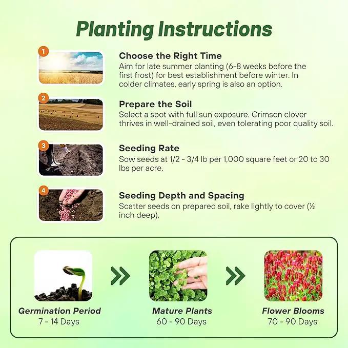 Outsidepride Crimson Clover Seeds - 1/4 lbs. Annual, Nitrocoated, & Inoculated Ground Cover Seeds, Ideal Clover Seed for Lawn, Cover Crop, Pasture, Hay, Green Manure & Wildlife Forage by GreenHaven Gardens
