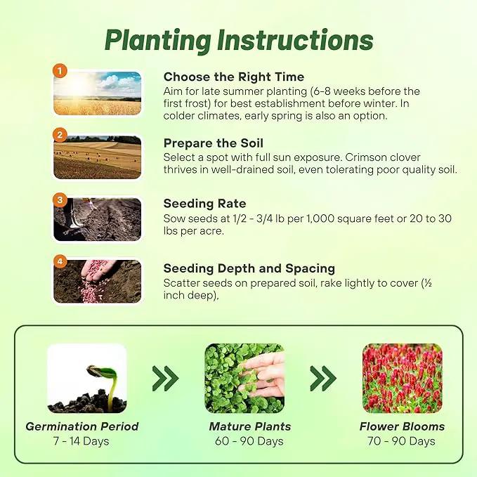 Outsidepride Crimson Clover Seeds - 2 lbs. Annual, Nitrocoated, & Inoculated Ground Cover Seeds, Ideal Clover Seed for Lawn, Cover Crop, Pasture, Hay, Green Manure & Wildlife Forage by GreenHaven Gardens