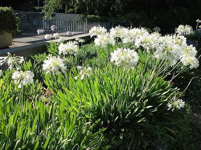 Getty White Agapanthus | 3 Live Plants | Agapanthus africanus ‘Getty White’ | Perennial Flowering Plants | Drought Tolerant Plants for Landscaping by GreenHaven Gardens