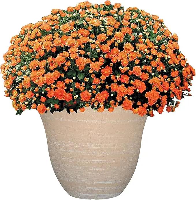 Classic Home and Garden Honeysuckle Resin Flower Pot Planter, Beige, 13" by GreenHaven Gardens