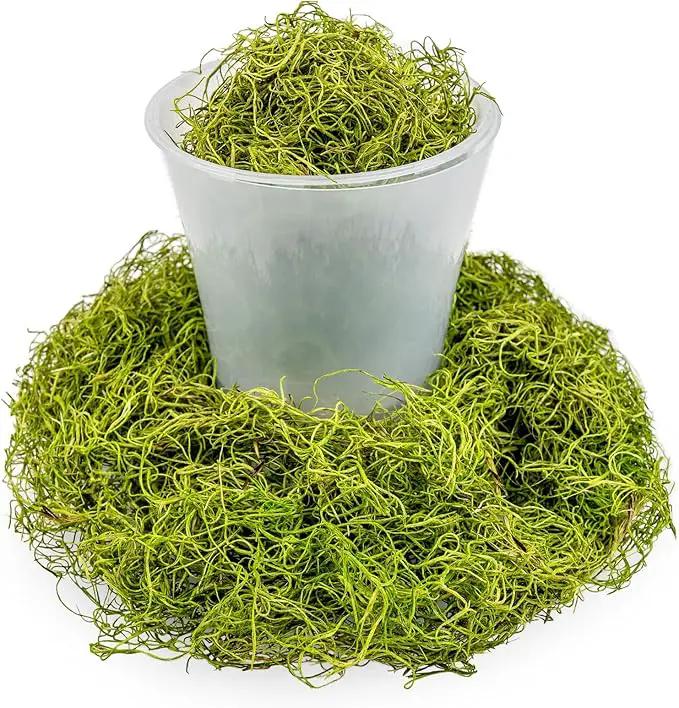 Premium Spanish Moss in Spring Green| Natural Preserved - 10 Quart - Great Ground Cover - Filler for Potted Plants - by GARDENERA (2 Bags of 5 Quart) by GreenHaven Gardens
