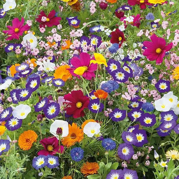 Eden Brothers Royal Meadow Flower Mixed Seeds for Planting, 5 lb, 2,400,000+ Seeds with Morning Glory, African Daisy | Attracts Pollinators, Plant in Spring or Fall, Zones 3, 4, 5, 6, 7, 8, 9, 10 by GreenHaven Gardens