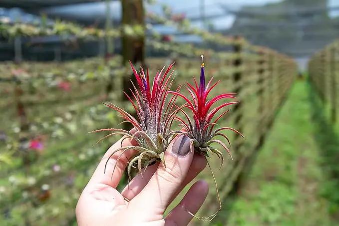 5 Pack Ionantha Air Plants Live Tillandsia Succulent Air Plant - Available in Wholesale and Bulk - Home and Garden Decor - Easy Care Indoor and Outdoor Plants Holders by GreenHaven Gardens