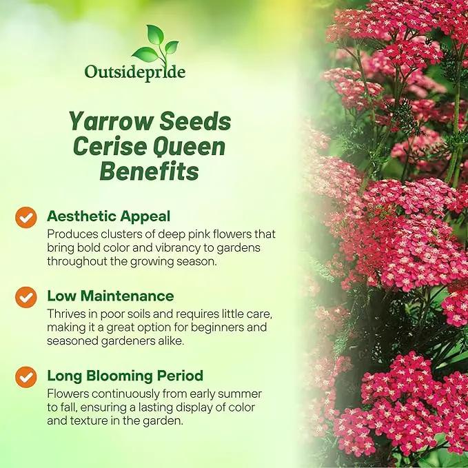 Outsidepride Cerise Queen Yarrow Seeds – 10000 Pcs. Perennial, Versatile, Clump-Forming, & Drought Tolerant Flower Seeds for Planting Fragrant & Vibrant Blooms, Ideal for Pollinator Gardens by GreenHaven Gardens