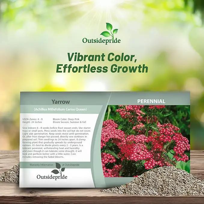 Outsidepride Cerise Queen Yarrow Seeds – 10000 Pcs. Perennial, Versatile, Clump-Forming, & Drought Tolerant Flower Seeds for Planting Fragrant & Vibrant Blooms, Ideal for Pollinator Gardens by GreenHaven Gardens