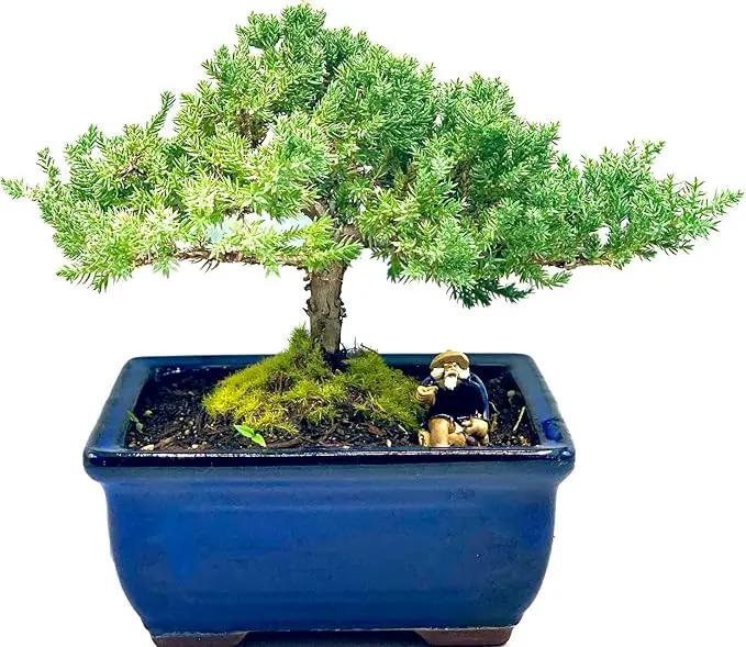 Live Dwarf Juniper Bonsai Tree 7 Year Old | Juniper or Jade Bonsai Tree | Indoor/Outdoor | 100% Handcrafted| Home and Office Décor | Best Gift for Holiday by GreenHaven Gardens