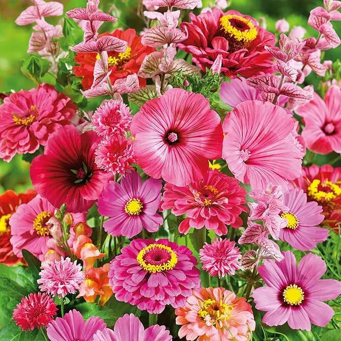 Eden Brothers Pink Perfection Flower Mixed Seeds for Planting, 1/4 lb, 120,000+ Seeds with Zinnia, Cosmos Versailles | Attracts Pollinators, Plant in Spring or Fall, Zones 3, 4, 5, 6, 7, 8, 9, 10 by GreenHaven Gardens