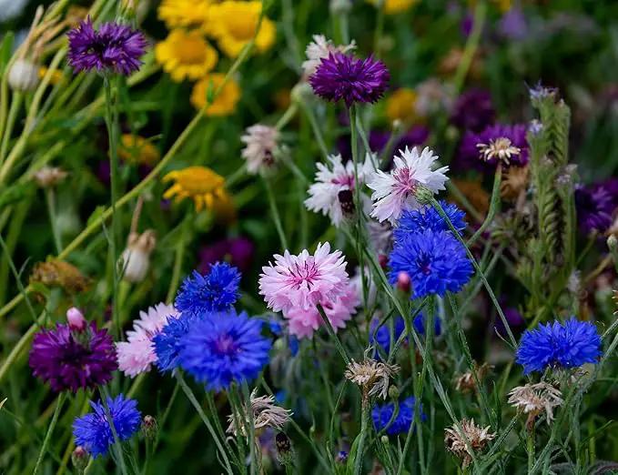 Black Duck Brand Set of 200 Flower Seed Packets! Flower Seeds in Bulk - Best Value Seeds - Great for Classrooms, Beginner Gardeners and Kids! - Deluxe Varieties! (200) by GreenHaven Gardens