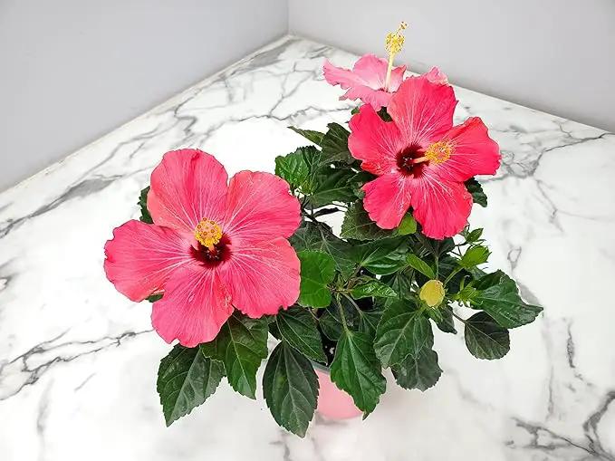 Tropical Plants of Florida - Pink Hibiscus Bush Dwarf - Tropical Flowering Plant Large - 12" to 16" Overall Height - 1 Gallon Planter (Plant Only) by GreenHaven Gardens
