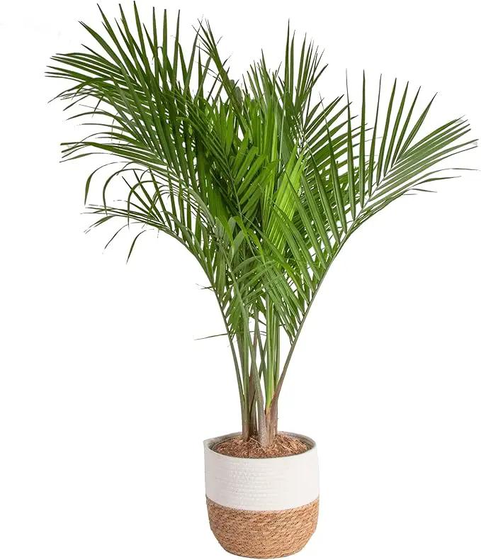 Costa Farms Majesty Palm Live Plant, Indoor and Outdoor Live Palm Tree, Potted in Premium Decor Planter, Tropical Patio, Balcony, Home Decor, Perfect House Plant Gift for Housewarming, 3-4 Feet Tall by GreenHaven Gardens