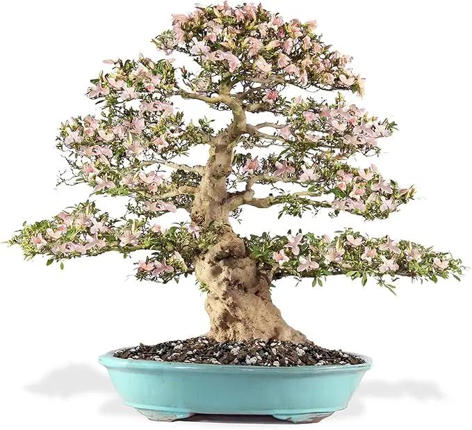 Premium Bonsai Soil All Purpose Fast Draining Mix - Pumice, Lava, Calcined Clay and Pine Bark Potting Pre Mixed Bonsai Plant Soil Mixture by GARDENERA - Made in USA - (4 Quart Bag) by GreenHaven Gardens
