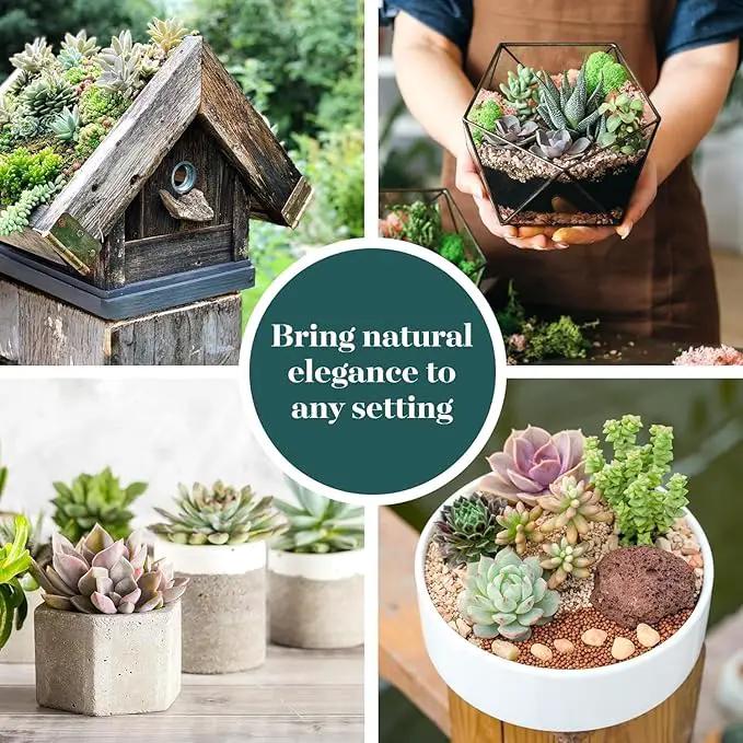 Shop Succulents Colorful Succulent Plant Pack 2" Grow Pot Pack of 6 by GreenHaven Gardens