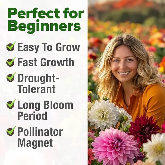 HOME GROWN 𝗨𝗦𝗔 𝗣𝗥𝗘𝗠𝗜𝗨𝗠 Zinnia Dahlia Seeds Pack for 2025 – 524 𝗡𝗢𝗡-𝗚𝗠𝗢 Flower Seeds | Vibrant Zinnia Elegans for Pollinator Gardens, Borders & Containers | Easy-to-Grow Outdoor Blooms by GreenHaven Gardens