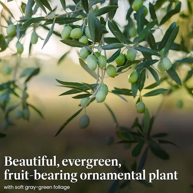 American Plant Exchange Live Olive Tree, Arbequina – Real Fruiting, Edible Indoor/Outdoor Houseplant – Medium 7.5-Inch Pot, Perfect for Home, Office, Patio & Garden Décor by GreenHaven Gardens