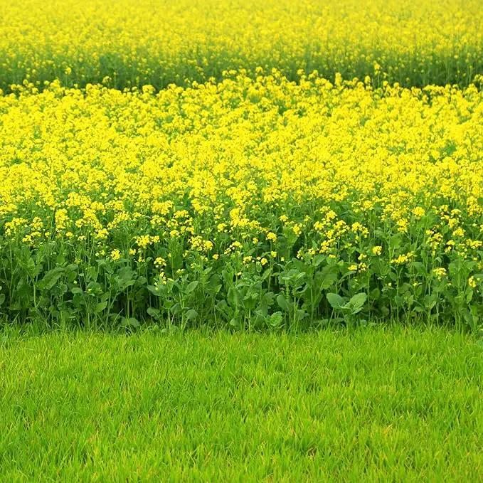 Outsidepride Black Mustard Seeds - 10000 Pcs Nutrient-Rich, Flavorful Annual Microgreen Seeds for Planting, Easy-to-Grow, Ideal for Indoor & Outdoor Cultivation, Soil & Hydroponic Systems by GreenHaven Gardens
