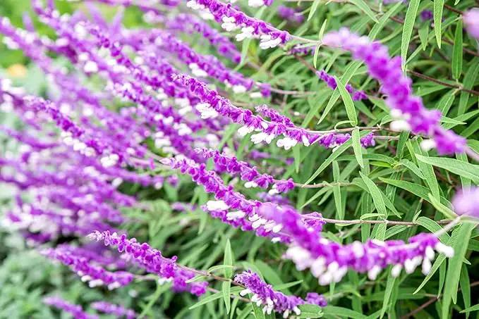 Salvia Mexican Sage Plants | 10 Live Seedlings | Salvia leucantha | Velvety Purple Flower Spikes | Drought Tolerant Landscape Perennial by GreenHaven Gardens