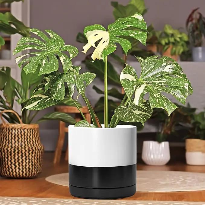 D'vine Dev 10 Inch Ceramic Planter Pot with Drainage Hole and Saucer, Indoor Cylinder Round Planter Pot, Layered Monochrome Black & White, 94-O-E-L by GreenHaven Gardens