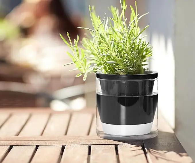D'vine Dev 4 Inch Design Self Watering Planter for Indoor Plants, Black Terracotta Pot with Cylinder Glass Cup, Set of 3, 37-Z-A-3-T by GreenHaven Gardens