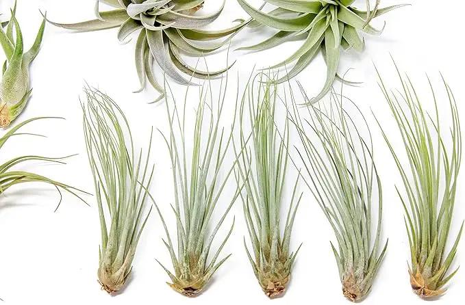50 Pack of Classic Air Plants Variety - Live Succulent House Plants - Available in Wholesale and Bulk - Home and Garden Decor - Easy Care Indoor/Outdoor Air Plant by GreenHaven Gardens