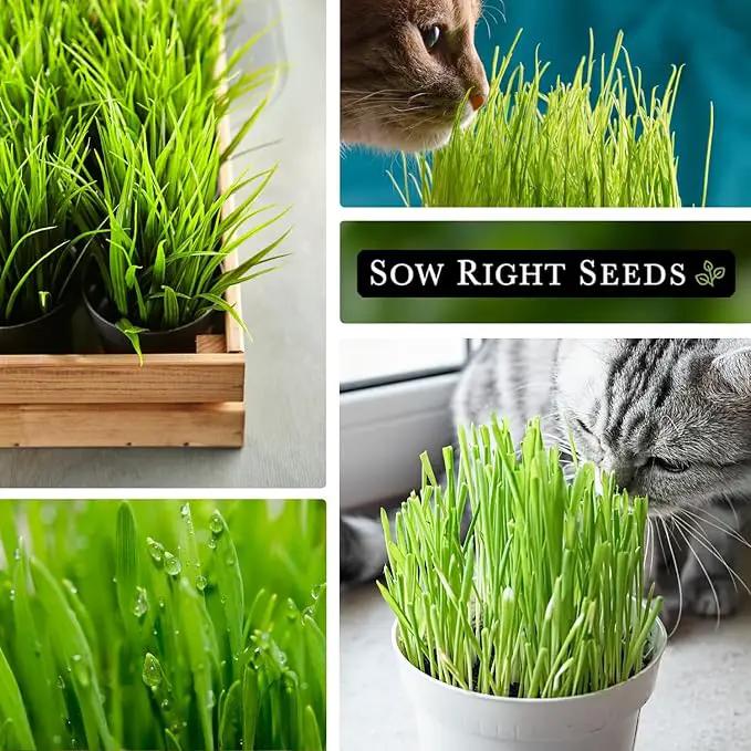 Sow Right Seeds - Cat Grass Seeds for Planting - 100% Sweet Oats - Non-GMO Heirloom Healthy Greens for Cats and Dogs - Easy to Grow - Safe & Natural Indoor Use - Ideal for Pet Lovers by GreenHaven Gardens