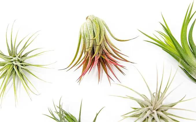25 Pack Air Plants Assorted Tillandsia Ionantha - Live Succulent House Plants - Available in Wholesale and Bulk - Home and Garden Decor - Easy Care Indoor and Outdoor Plants by GreenHaven Gardens