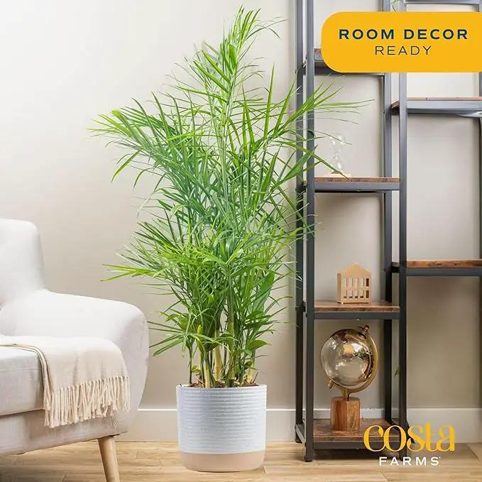 Costa Farms Bamboo Palm, Easy to Grow Houseplant, Live Indoor Plant Potted in Decor Plant Pot, Room or Office Decor, 3-4 Feet Tall by GreenHaven Gardens