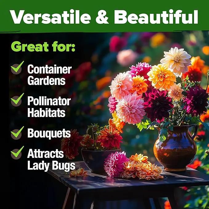 HOME GROWN 𝗨𝗦𝗔 𝗣𝗥𝗘𝗠𝗜𝗨𝗠 Zinnia Dahlia Seeds Pack for 2025 – 524 𝗡𝗢𝗡-𝗚𝗠𝗢 Flower Seeds | Vibrant Zinnia Elegans for Pollinator Gardens, Borders & Containers | Easy-to-Grow Outdoor Blooms by GreenHaven Gardens