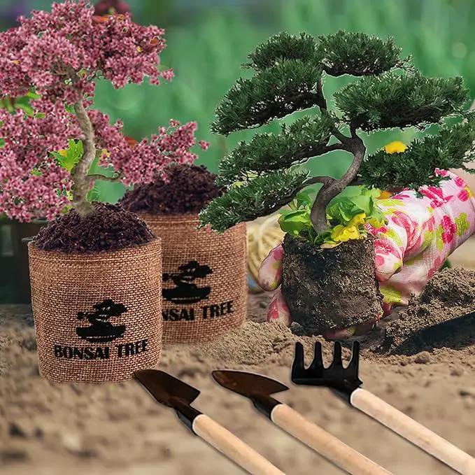 Bonsai Garden Starter Kit, 4 Seeds Growing into Sakura, Ginkgo, Black Pine, Red Flame, Including Complete Gardening Tools & A Wooden Box with Cover, Christmas Gifts for Men Women Beginners by GreenHaven Gardens