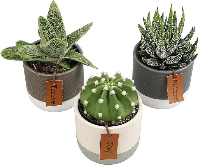 Succulents Plants Live in Plant Pot Set (3 Pack), Succulent Cactus Plants Live Plants, Indoor Plants Live Gardening Gifts for Plant Lovers, Live Succulents Plants Live Houseplants by Plants for Pets by GreenHaven Gardens